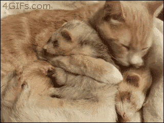 Ferret Cat GIF - Ferret Cat Hug GIFs