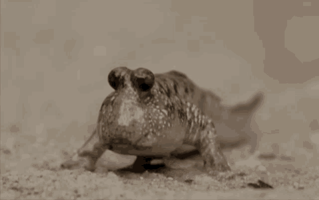 a small frog with big eyes is walking on a sandy surface .