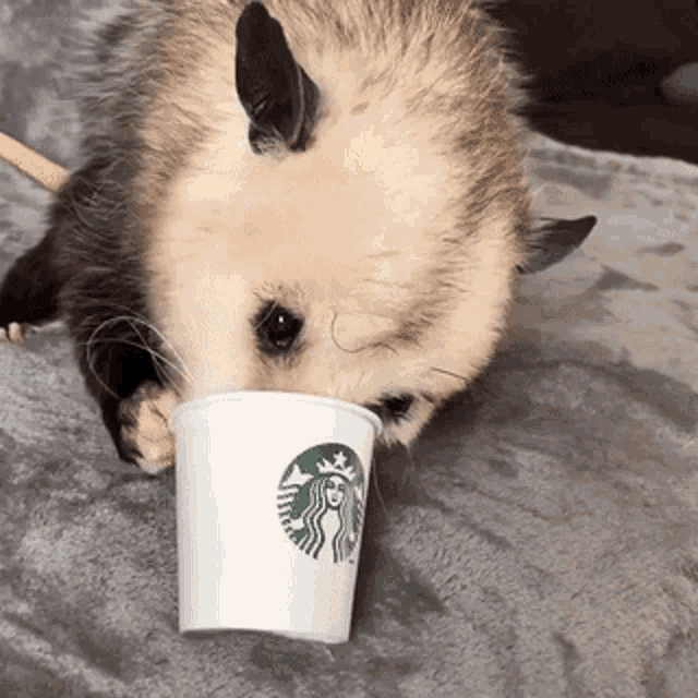 Opossum Starbucks GIF - Opossum Starbucks GIFs