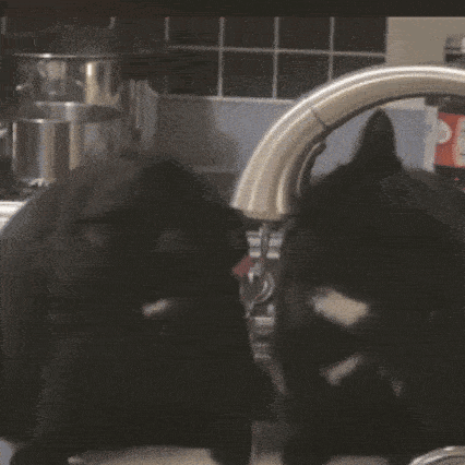 two black cats are licking each other in a kitchen sink