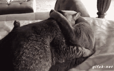 Apanhados Cute Cat GIF - Apanhados Cute Cat Snuggle GIFs