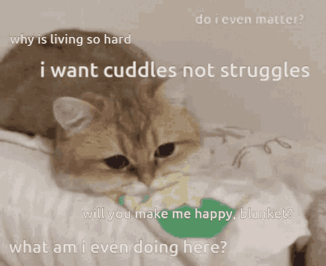 Why Is Living So Hard I Want Cuddles Not Struggles GIF - Why Is Living So Hard I Want Cuddles Not Struggles Sad Cat GIFs