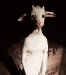a white goat is standing on a brick wall at night .