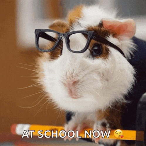 a guinea pig wearing glasses sits next to a yellow pencil and the words at school now