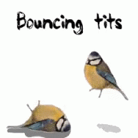 Bouncing Tits Birds GIF