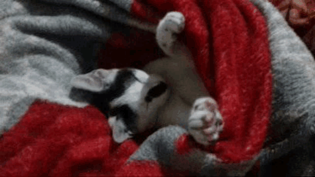 a black and white cat is sleeping on its back under a red and gray blanket .
