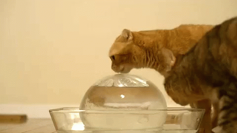 Cat Fishbowl GIF - Cat Fishbowl Cute GIFs