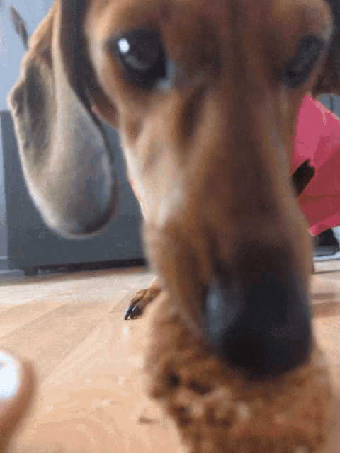 a close up of a dog 's face with a pink collar