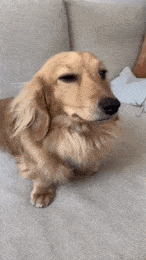 a dachshund sitting on a couch looking at the camera .