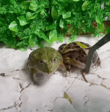 жаба Frog GIF - жаба Frog GIFs