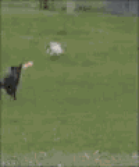 a black dog is walking across a wooden fence in front of a house with a large explosion in the background .