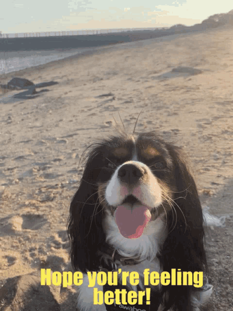 a picture of a dog with the words hope you 're feeling better