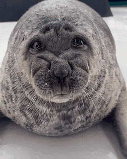 a close up of a seal looking at the camera with a sad look on its face