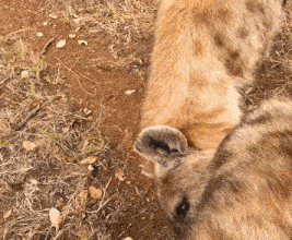 a close up of a dog 's ear laying on the ground