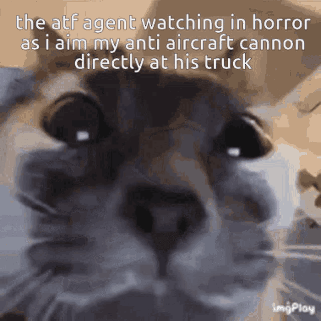 Atf Cat Stare GIF - Atf Cat Stare Staring Cat GIFs