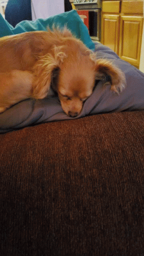 Dog Molls GIF - Dog Molls Sleeping GIFs