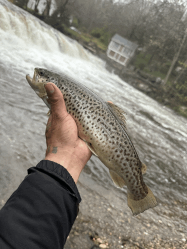 a person is holding a brown trout in front of a waterfall