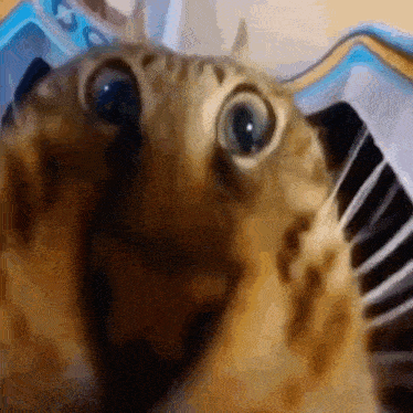 a close up of a cat 's face looking at the camera with a surprised look on its face .