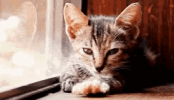 a kitten is laying on a window sill looking out .