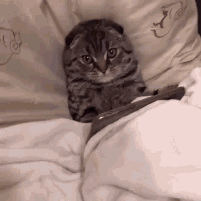 a cat is laying on a bed next to a tablet