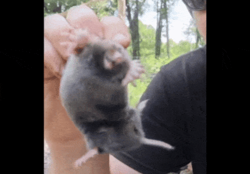 a person is holding a rat in their hand .