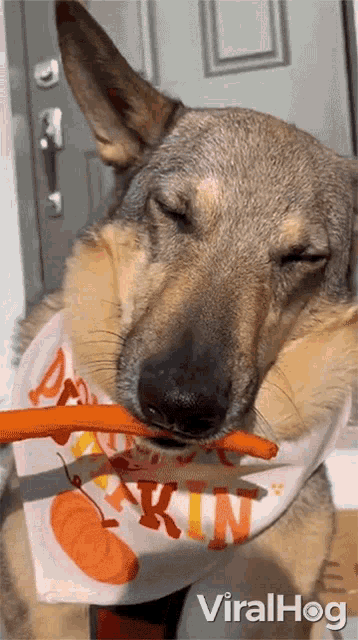 Dog Munches On Carrot Viralhog GIF - Dog Munches On Carrot Viralhog Vegetarian Dog GIFs