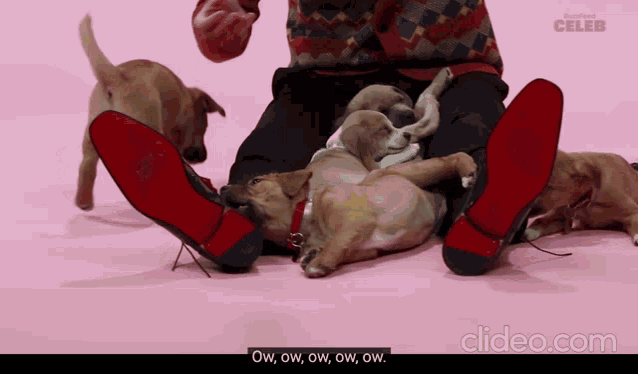 a video of a man playing with puppies with the words ow ow ow ow ow ow on the bottom