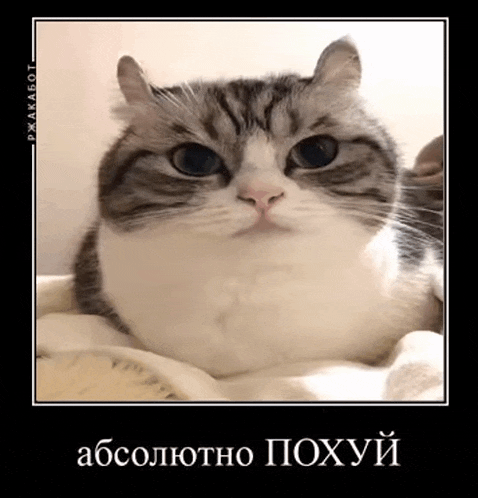 a cat is laying on a blanket and looking at the camera with a black frame around it .