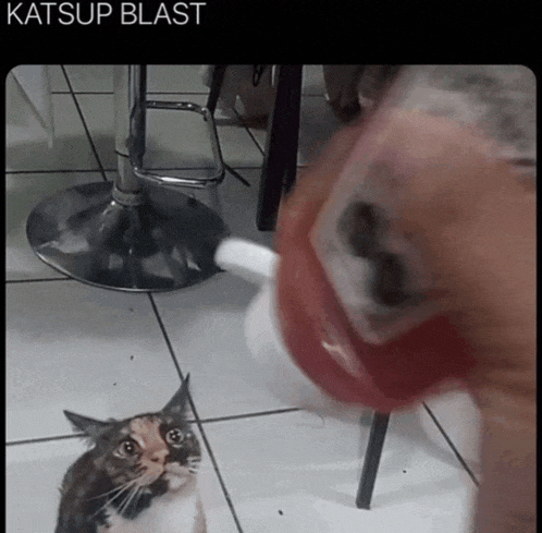 a cat is looking at a bottle of ketchup that is being poured on it