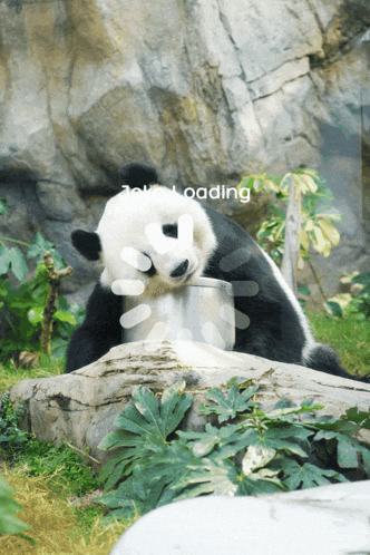 a panda bear laying on a rock with the word loading on the bottom