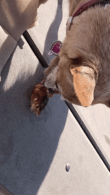 a dog with a pink heart collar is eating a bone