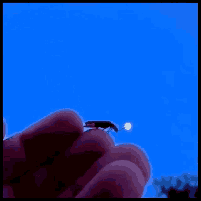 Firefly Lightningbug GIF - Firefly Lightningbug Fly GIFs