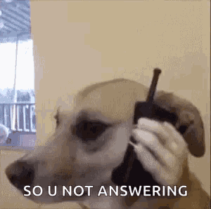 a dog is talking on a cell phone while saying `` so u not answering '' .