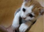 Aww Widdle Baby Kitty No Touch Pound A Mole.. GIF - Cat Kitten Pringlescan GIFs