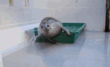 a seal is standing in a green bin with water coming out of it