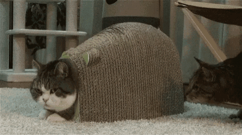 Cat Sniff GIF - Cat Sniff Butt GIFs
