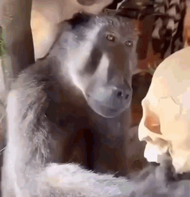 a black monkey is sitting next to a skull .