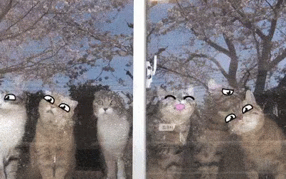 Cats Windowlicker GIF - Cats Windowlicker Faces GIFs