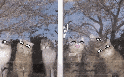 a group of cats are standing in front of a window with a tree in the background