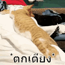 two cats are laying on top of each other on a bed with a caption in a foreign language