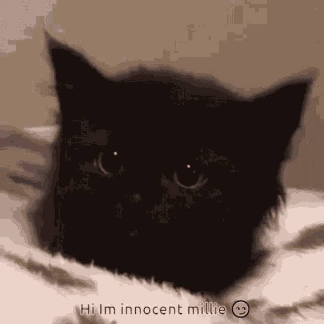 Millie Cat GIF - Millie Cat Cute GIFs