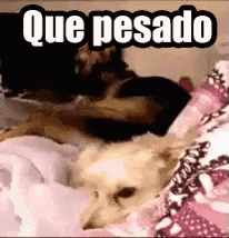 a couple of dogs laying on top of a bed with the words que pesado written above them .