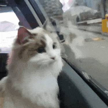 a cat looking out of a car window with a yellow sign in the background