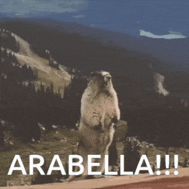 a groundhog standing on its hind legs with the words arabella written on the bottom