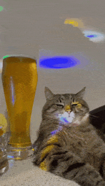 Cat Beer GIF - Cat Beer Drinking GIFs
