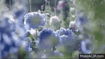 a bunch of blue flowers are growing in the grass .