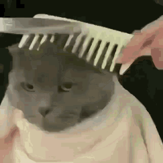 Cat Getting Faded Hair Cut GIF - Cat Getting Faded Hair Cut Barber Shop GIFs