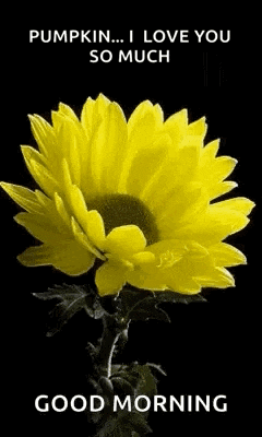 a yellow flower with a good morning message on it .