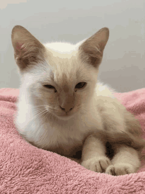 a white kitten is laying on a pink blanket