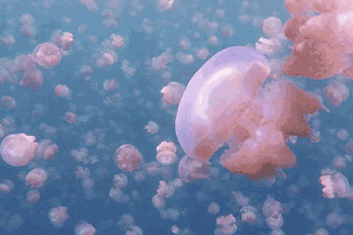 a bunch of pink jellyfish are swimming in the ocean